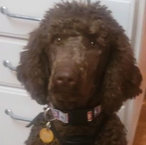 Meet your Posher, Anna